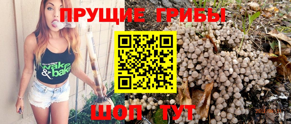 Псилоцибиновые грибы Psilocybe  Вход с VPN  Псилоцибиновые грибы прущие грибы  Мончегорск 